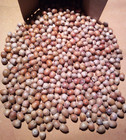 3  Pounds Natural Raw Red Oak Acorns For Treats  Deer  Squirrels  Birds   Etc 
