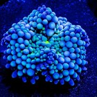 Blue   Green Ricordea Mushroom Coral Frag     Beginner Friendly  Live Coral