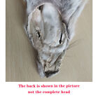 1x Genuine White Fox Skin Fur Pelts Soft Dense Real Leather Hides 49-51 Inch