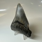 Megalodon Shark Tooth 3 88 Inch - Beautiful - Real Fossil - Carolina Teeth 20358