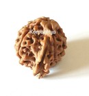 Rudraksha Nepalese 5 Mukhi Ganesh Ganpati Rudraksha With Certified Energized