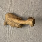 Large Natural Wood Burl Root Burl Unfinished Hardwood 18 Inches Long