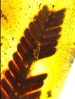 Burmite Fossil Cretaceous Amber Leaf Plants Insect Burmese Fossil Amber Myanmar
