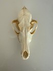 Coyote Skull Head Taxidermy Real Skeleton Bone