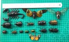 15 Beetle Insects Bugs Real Taxidermy Butterflies Dried Oddities Decor