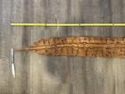 African Rock Python Skin  9 Foot Approx  Excellent Condition