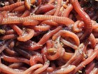     1 16 Lbs   60   Red Wiggler Composting Worms Guaranteed Live Delivery    