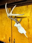 Half Whitetail Deer Skull European Mount     3d Printed   Shed Antler Adapter Kit