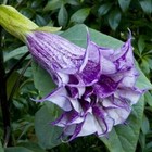 Purple Queen Devil   s Trumpet Seeds   Datura Metel   Fresh Seeds   Blooms
