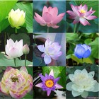 20pcs Mixed Color The Sacred Bonsai Lotus Flower Seeds Indoor Outdoor Pond