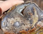 Eye Catching Moss Agatized Petrified Wood From Indonesia 