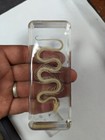 Water Snake Skeleton  Preserved In Lucite Resin  Collectible Taxidermy
