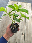 Hydrangea Arborecens Anabelle Incredibal 4 Rooted Cuttings Frist Year