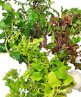 B2g1 Free - Growers Choice Bunch  Live Fish Tank Plants Aquarium Plant