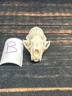 Real Xl Mink Skull Unique Gift Craft Animal Mount Art Model Head Voodoo Decor