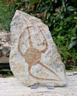 Fossil Starfish Brittle Star Ophiuroids Serpent Stars Echinoderms   Sea Fossil 
