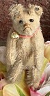 Rare Early Antique Miniature Steiff White Mohair Bear 3    W  Long F Ff Button  2