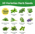 10 Herb Seeds Variety Pack - 7 000  Heirloom Seeds - Basil  Cilantro  Lavender 