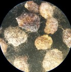 3  Antique  Microscope Slides   Seeds Of Petunia  Lobelia  Nemophila 