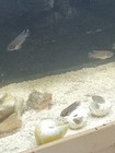 Lamprologus Brevis Shell Dwellers Pack Of 6 Breeding Size