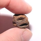 Mini Metasequoia Pine Cone Fossil - Hell Creek Formation Cretaceous Great Detail