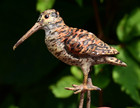 Beautiful Antique Austrian Vienna Cold Painted Bronze Figure Of Woodcock