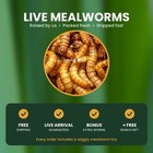 Live Mealworms   Free Shipping   Free Gift  Bulk  Grown Organic  50-1000  M  L