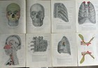 Vtg Lot Of 32 Medical Anatomy Textbook Plates Color Illustrations Single Pages