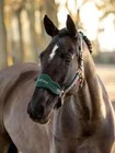 New It03464008 Lemieux Vogue Headcollar   Leadrope    Color Spruce Green    Full