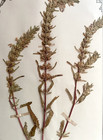 Antique Herbarium Pressed Botanical Specimen 1900s Dragonhead Mint 15  X 10 