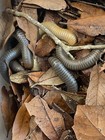 10 Live - Scrub Millipedes  Bioactive Clean Up Crew Bug Insect Live