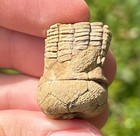 Nice Fossil Crinoid Phanocrinus Alabama Bangor Limestone Formation