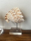 Lot Of 4 Seashells Shells On Acrylic Display Stands- Conch  Cassis  Murex  