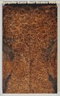 Absolutely Stunning Stabilized Mesquite Lace Burl Scales  8661  6 5 16 X 2 X 3 8