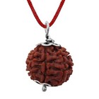 7 Mukhi Rudraksha  seven Face Rudraksh -20-21mm Java-11 Beads Bracelet-certified