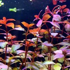 Ludwigia Sp   super Red Mini  Potted   Buy3get1free   Live Aquatic Plants