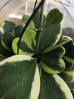 Hoya Kerrii Variegated Bare Roots One Stem - Heart Shape Leaves - Ca Seller