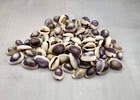Purple Top Cowrie Seashells Bulk  approx  Half Cup 45  Shells 0 5  Inches  