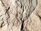 Big  430 Million Year Old  Natural Crinoid Fossil Or Sea Lily Fossil 1161gr