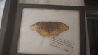 Real Butterflies 8 2pcs Framed With Glass Specimen 9x7   5 5x4 