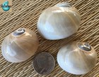 3 Whales Eye Sea Shells For Your Growing Hermit Crabs