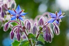 100 Borage Seeds   Free Shipping Non Gmo Heirloom 2026 Edible Butterflies Bees