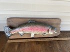 Nice 20    Vintage Rainbow Trout Taxidermy Fish Real Skin Drift Wood Plank