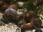 20 5 Assorted Ramshorn Live Snails Aquarium Algae Eaters