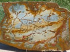 Tcr Rocky Butte Picture Jasper agate lapidary Polished Slab 570 Grams