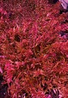 Rotala Vietnam H   ra     7 Stems     Live Aquarium Plant