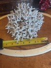 Rare Staghorn Birdnest Coral Vintage Lace Coral 7 5 Oz