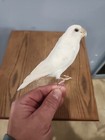 F68 Pen Raised Domestic Lovebird Bird Mount Taxidermy