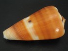 Rarely Seen   conus Barthelemyi 60 7mm la Reunion Seashell