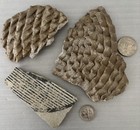 3 Large Ancient Anasazi Native American Pottery Shards 3    - 4    Arizona L7-b